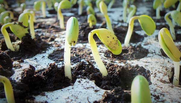 Seed Germination (Information + Facts) - Deskjet Cloud